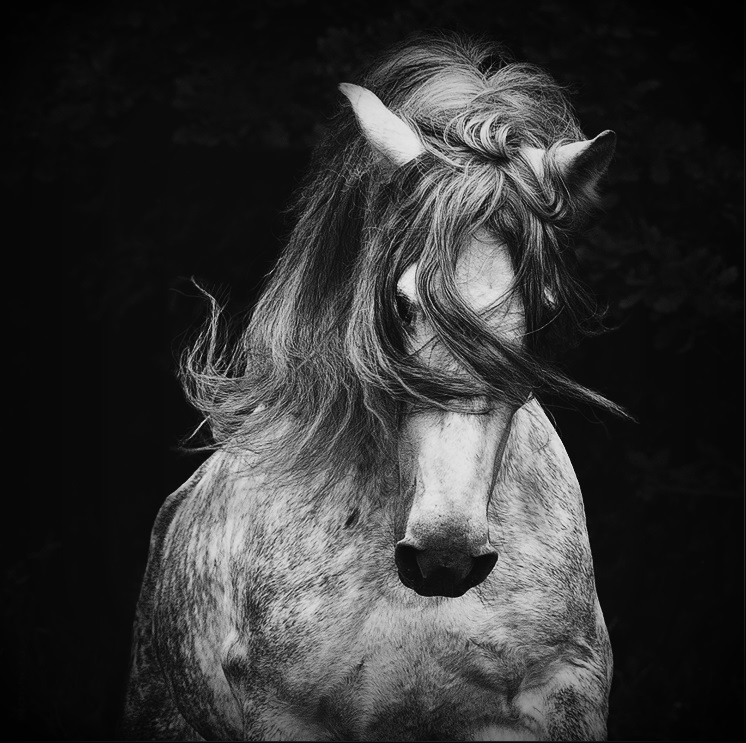 746x743, 169 Kb / лошадь, гривы, ч/б