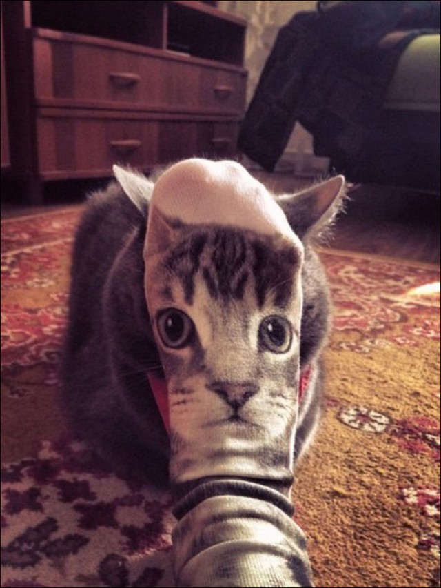 640x853, 113 Kb / котэ, носок