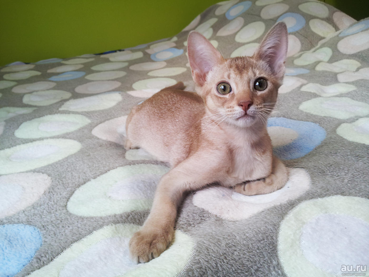 1400x1050, 185 Kb / котенок, кот, покрывало