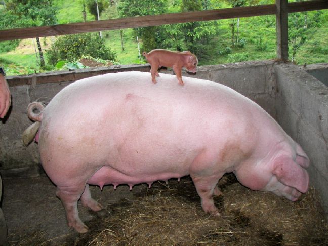 648x486, 82 Kb / свинище, свинья, поросенок