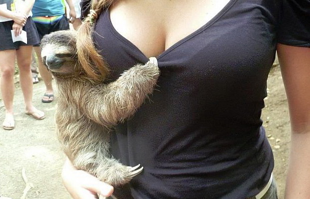 619x397, 96 Kb / ленивец, майка