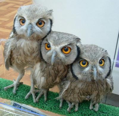 400x391, 32 Kb / совы