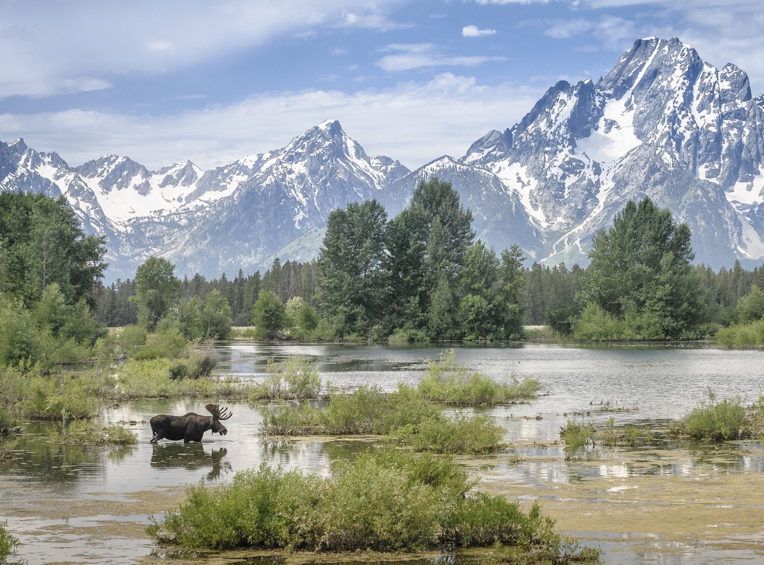 1500x1110, 392 Kb / лось, горы, снег, река, озеро, лес