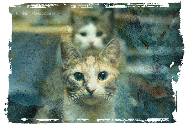 600x402, 176 Kb / кот, морда