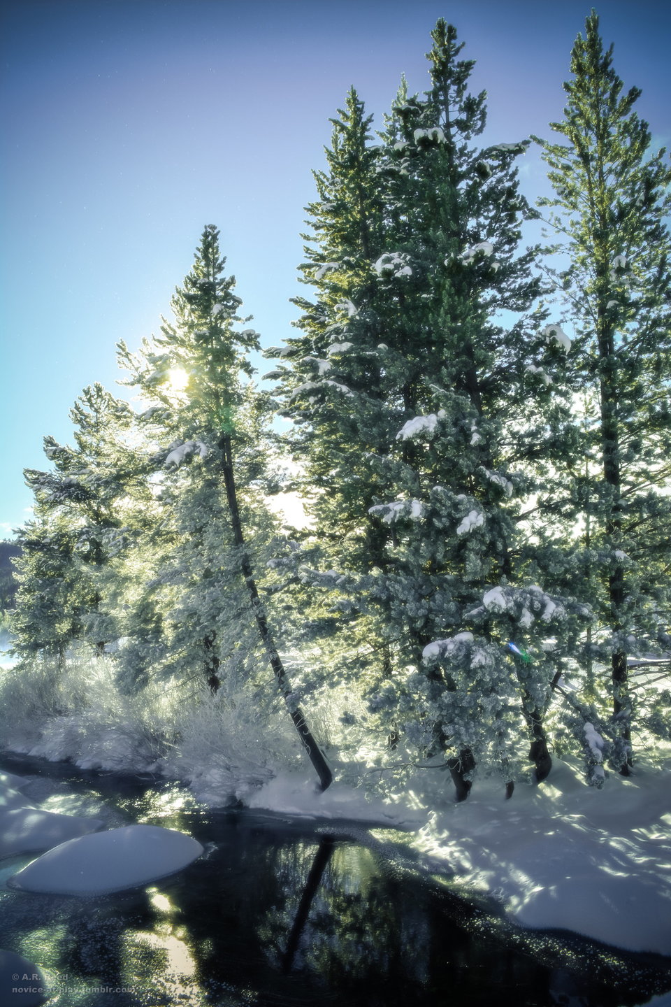 960x1440, 393 Kb / зима, снег, елки, река