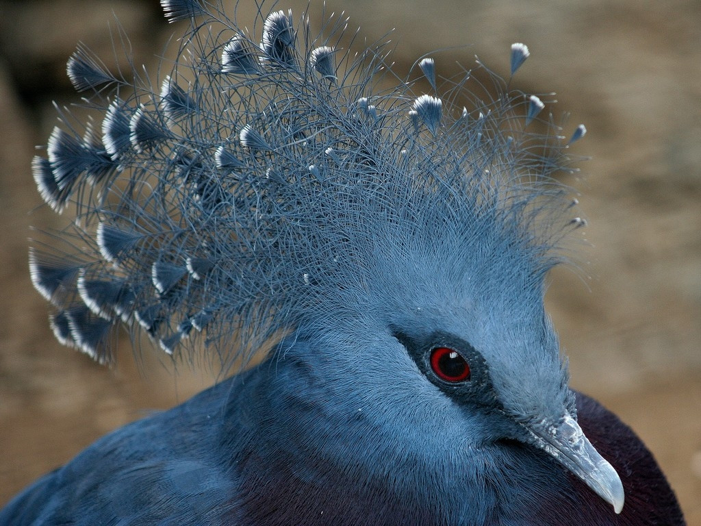 1024x768, 292 Kb / венценосный голубь, хохолок