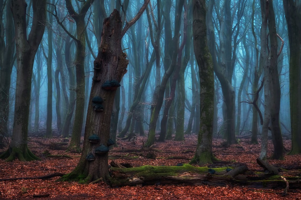 1024x683, 237 Kb / лес, мрачный