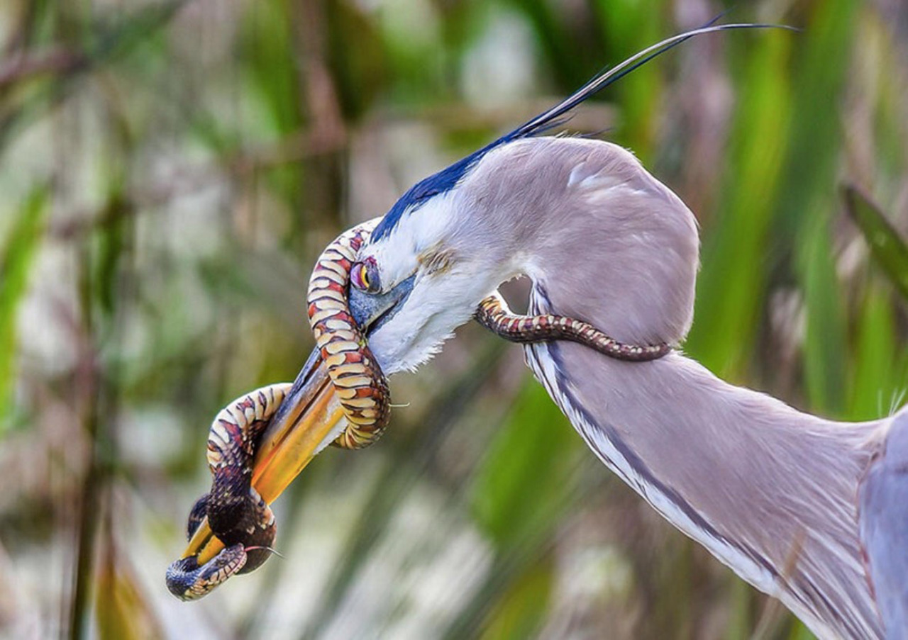 1280x903, 252 Kb / цапля, змея, клюв