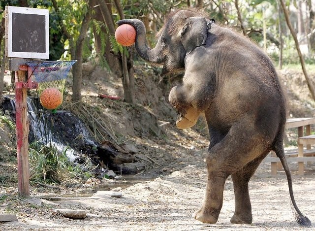 640x469, 235 Kb / слон, баскетбол