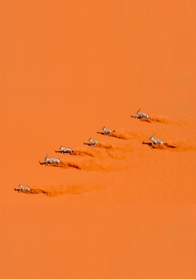 672x958, 84 Kb / пустыня, сахара, антилопы, ориксы