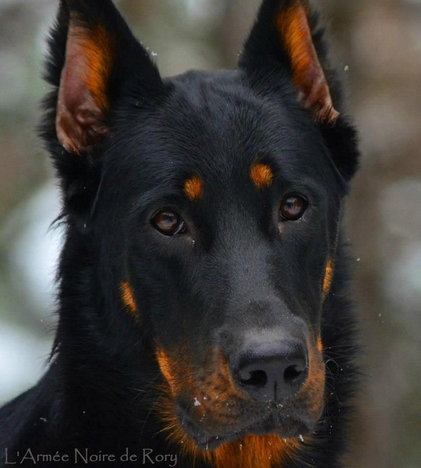 864x960, 81 Kb / собака, черная