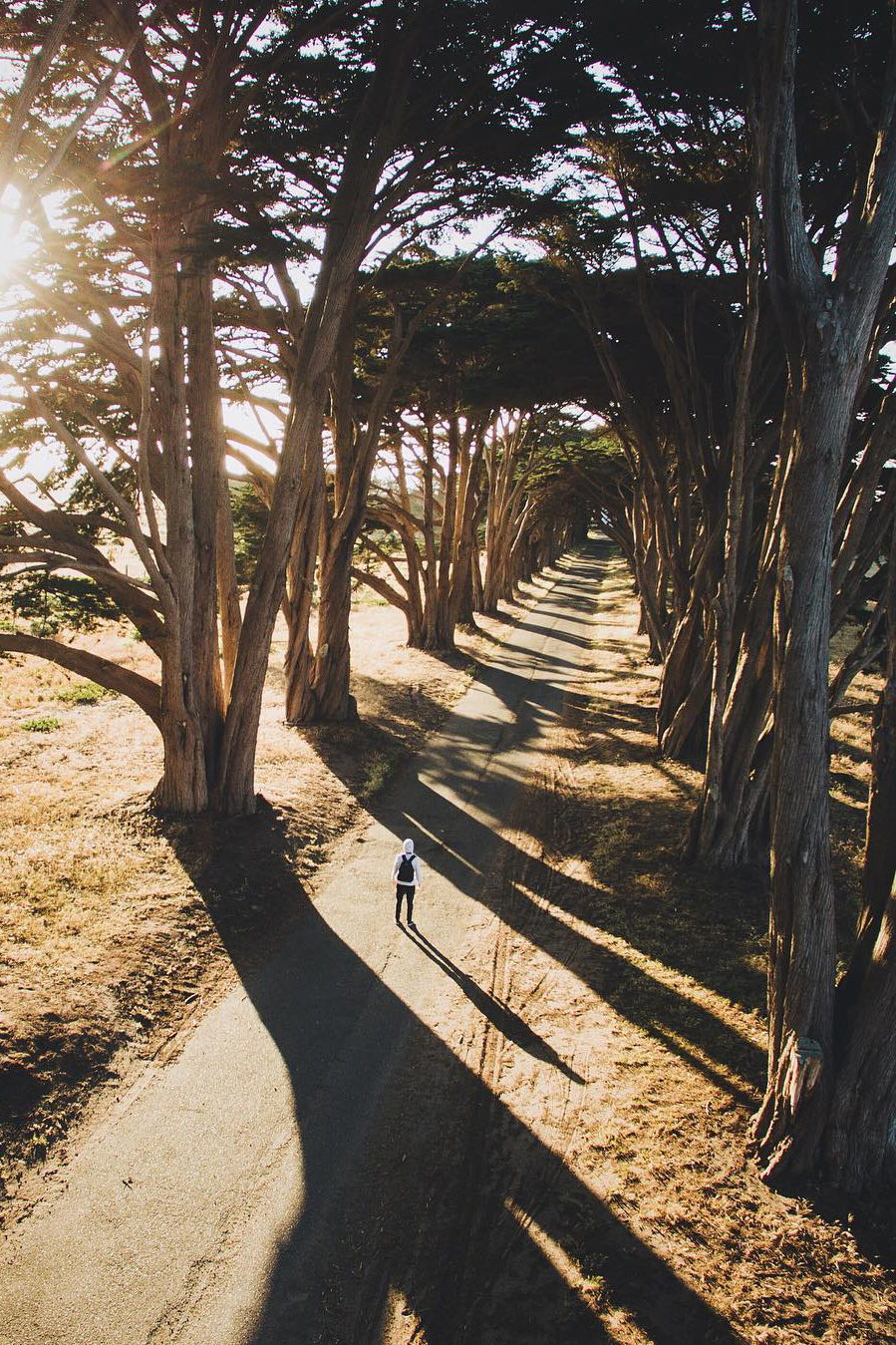 899x1349, 399 Kb / аллея, дорога, деревья