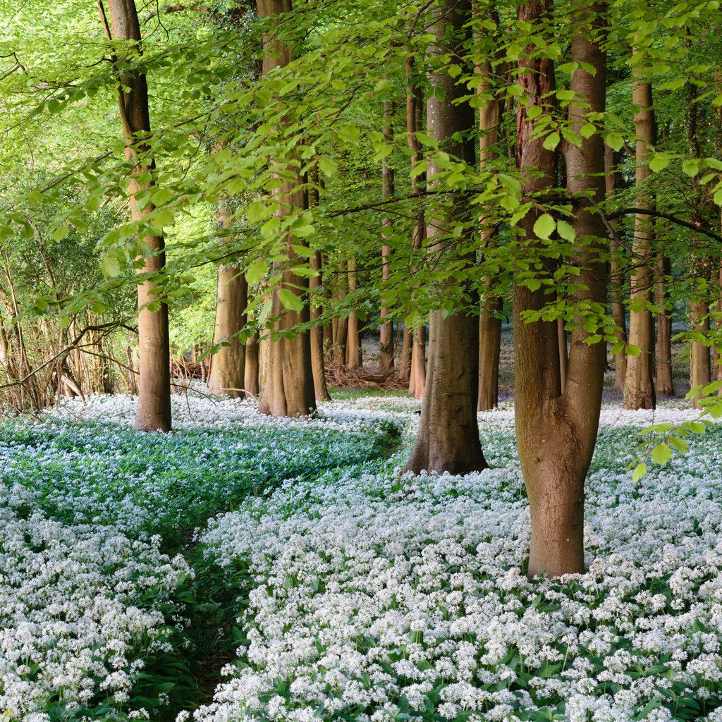 1024x1024, 395 Kb / цветы, лес