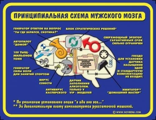 500x385, 48 Kb / мозг