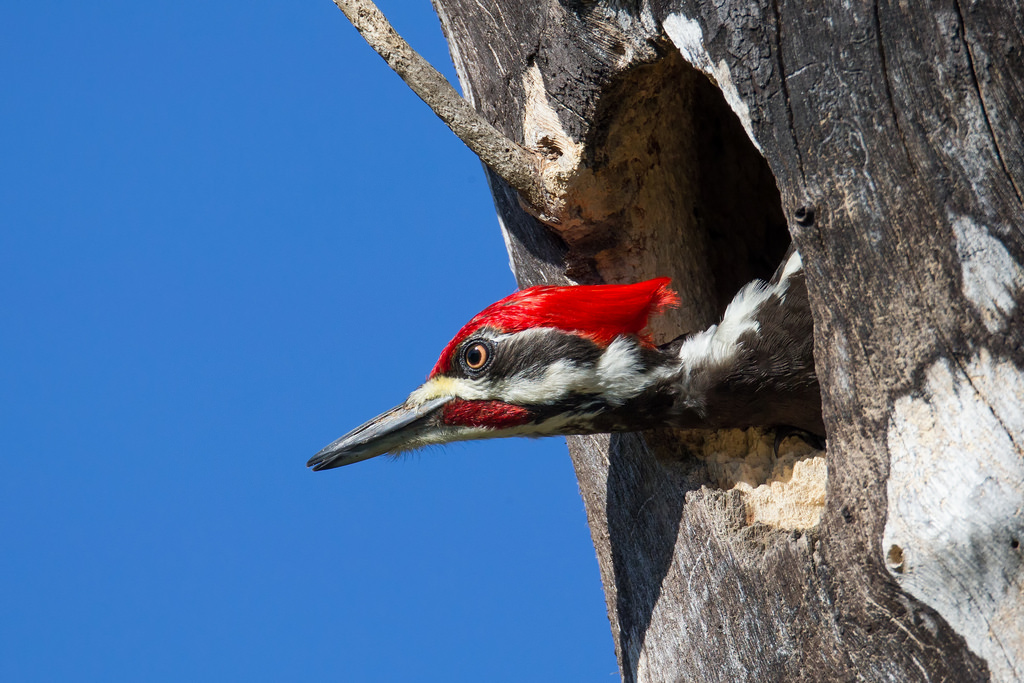 1024x683, 296 Kb / дятел, дупло