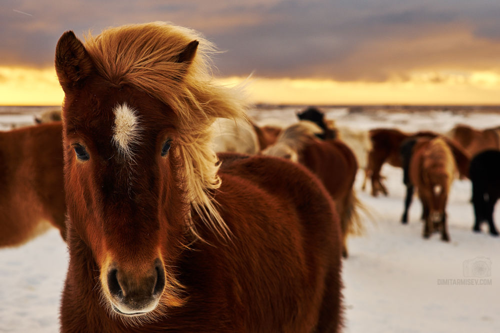 1000x667, 99 Kb / лошади, табун, грива, ветер, мохнатая