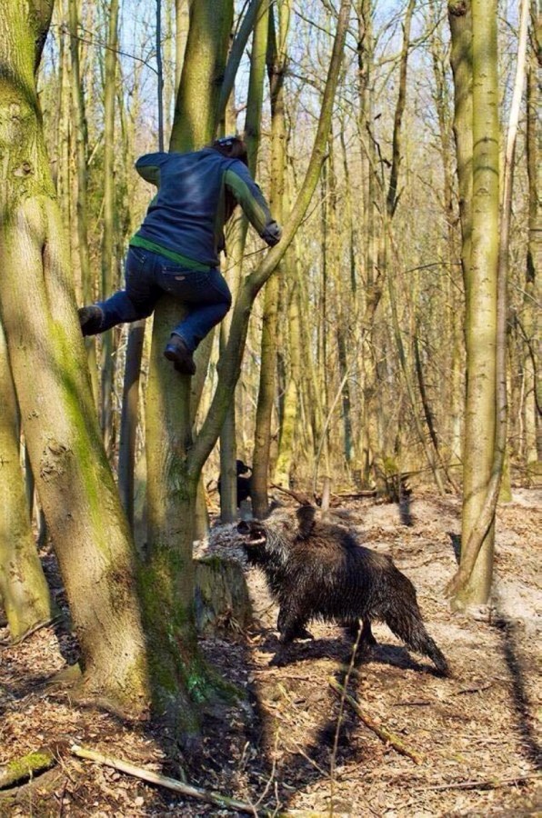 596x900, 205 Kb / кабан