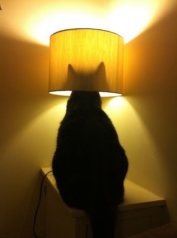 358x480, 14 Kb / котэ, лампа