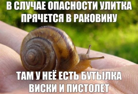 584x400, 52 Kb / улитка, опасность, раковина