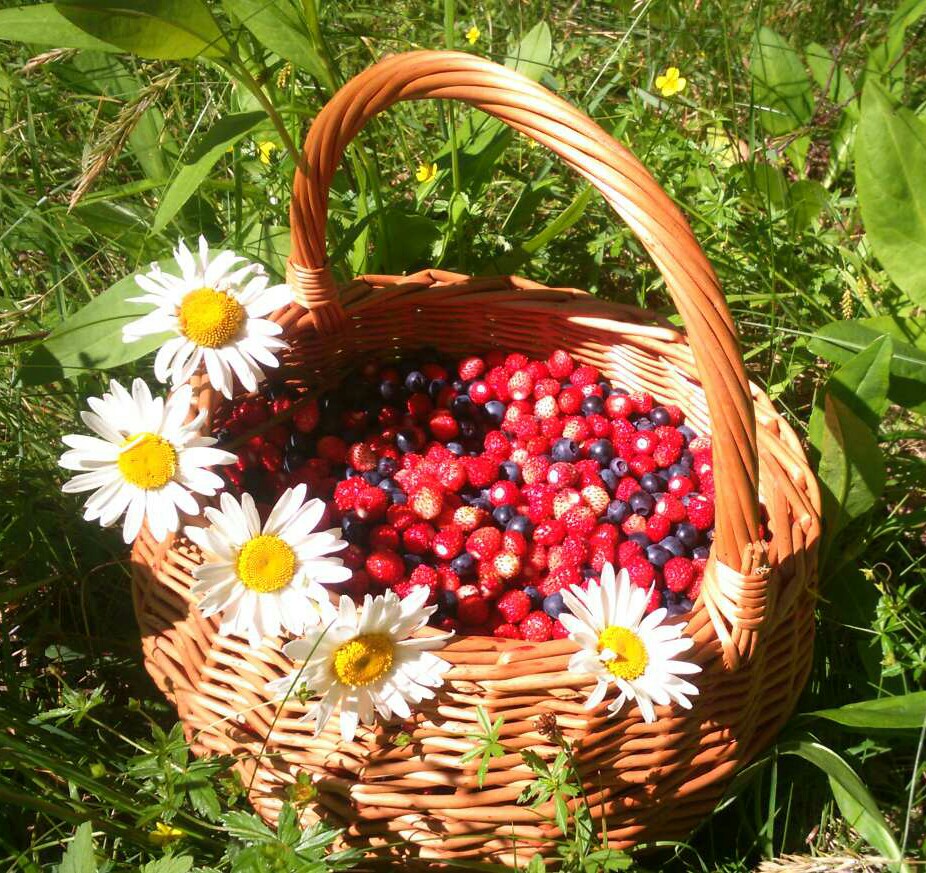 926x873, 307 Kb / лето, ягоды, земляника, черника, ромашка, корзина