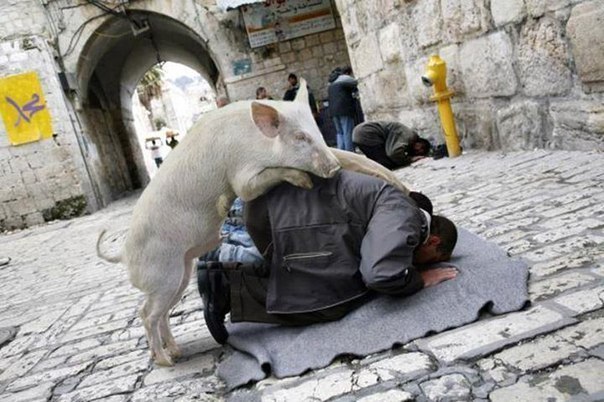 604x402, 71 Kb / свинище, хачи, непраздник