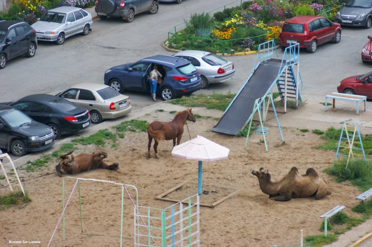 1280x852, 250 Kb / детская площадка, лошади, верблюд, автомобили, парковка, стоянка, горка