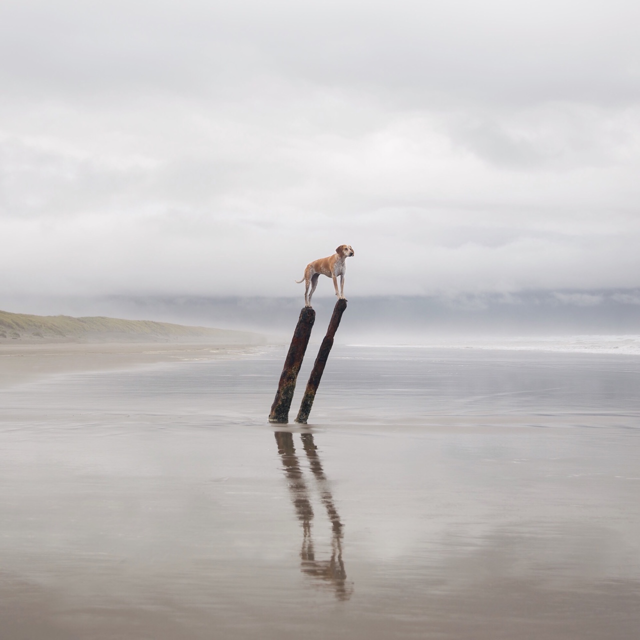 1280x1280, 199 Kb / собака, столбы, отражение, вода