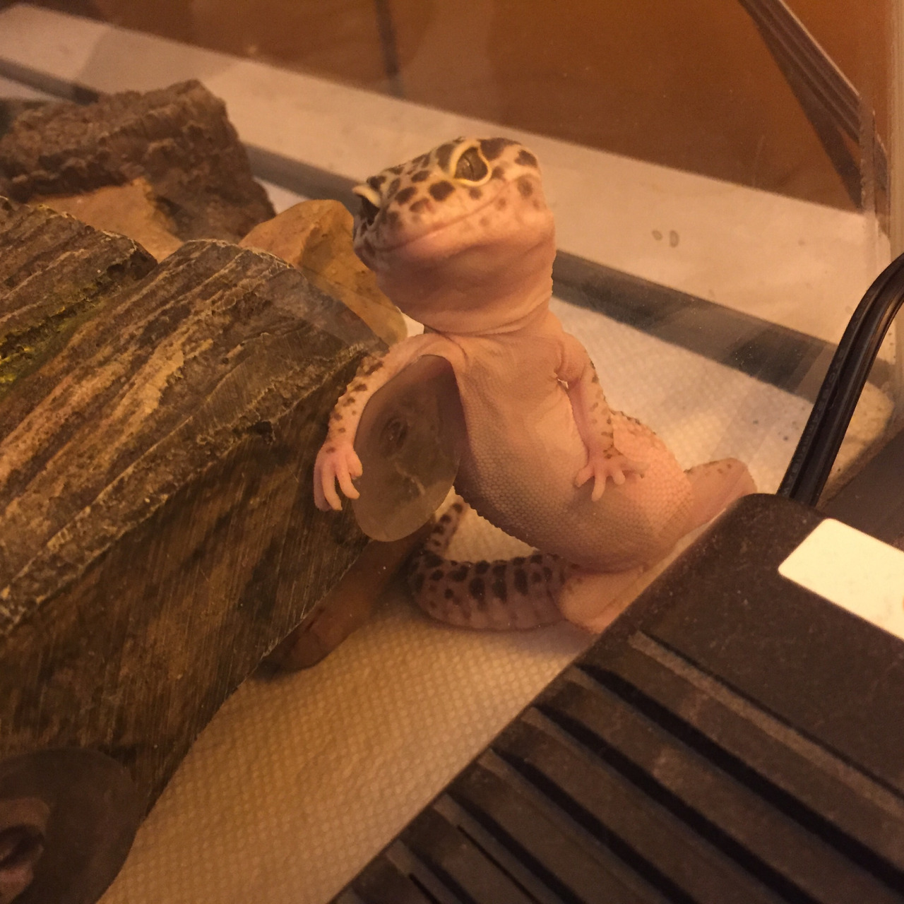 1280x1280, 374 Kb / геккон, ящерица