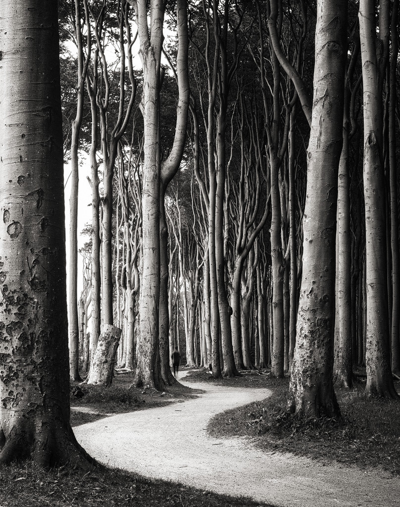 808x1024, 381 Kb / деревья, ч/б, лес, тропинка