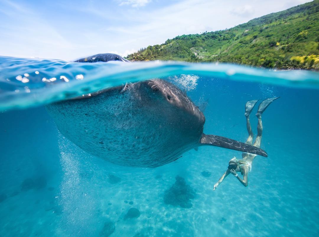 1080x800, 83 Kb / под водой, девушка, дайвер, ласты, китовая акула, Фридайвер