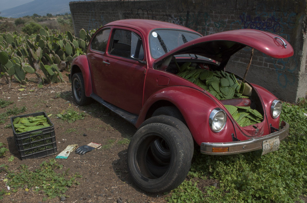 1280x850, 384 Kb / кактусы, ретромобиль, шины, жук