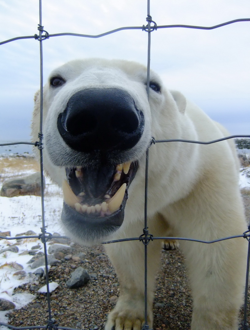 816x1080, 240 Kb / медведь, решётка