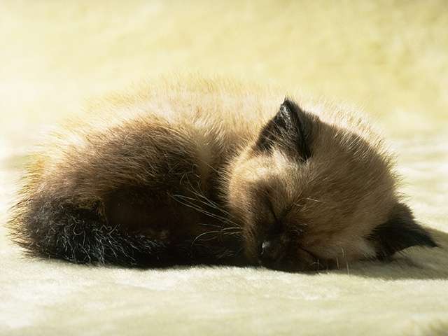 640x480, 26 Kb / котёнок, соня