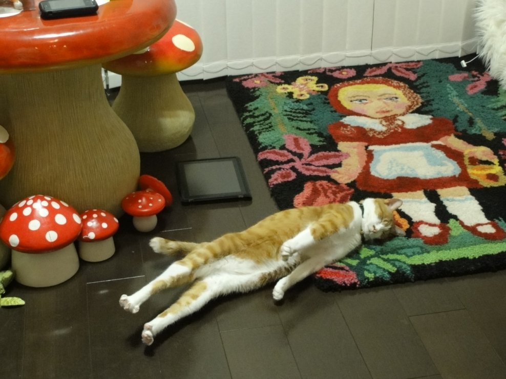 988x741, 116 Kb / коврик, кот, грибочки, столбняк