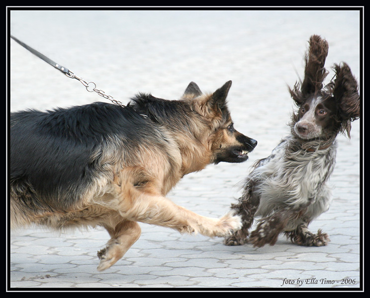 744x600, 148 Kb / собака, разборка, драка