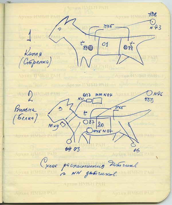 600x715, 195 Kb / Белка, Стрелка, схема, датчики