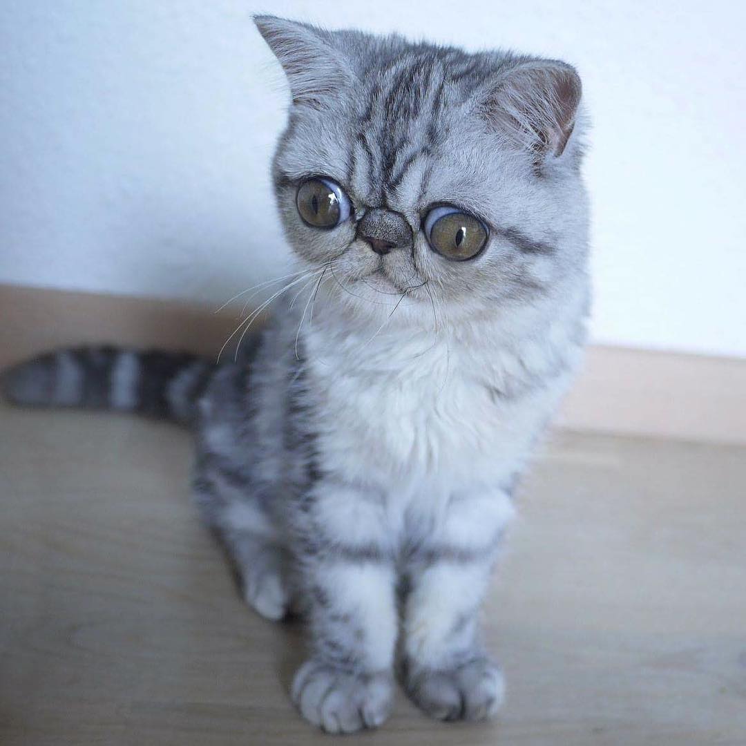 1080x1080, 77 Kb / кот, глаза, инстаграм, Герман, Herman