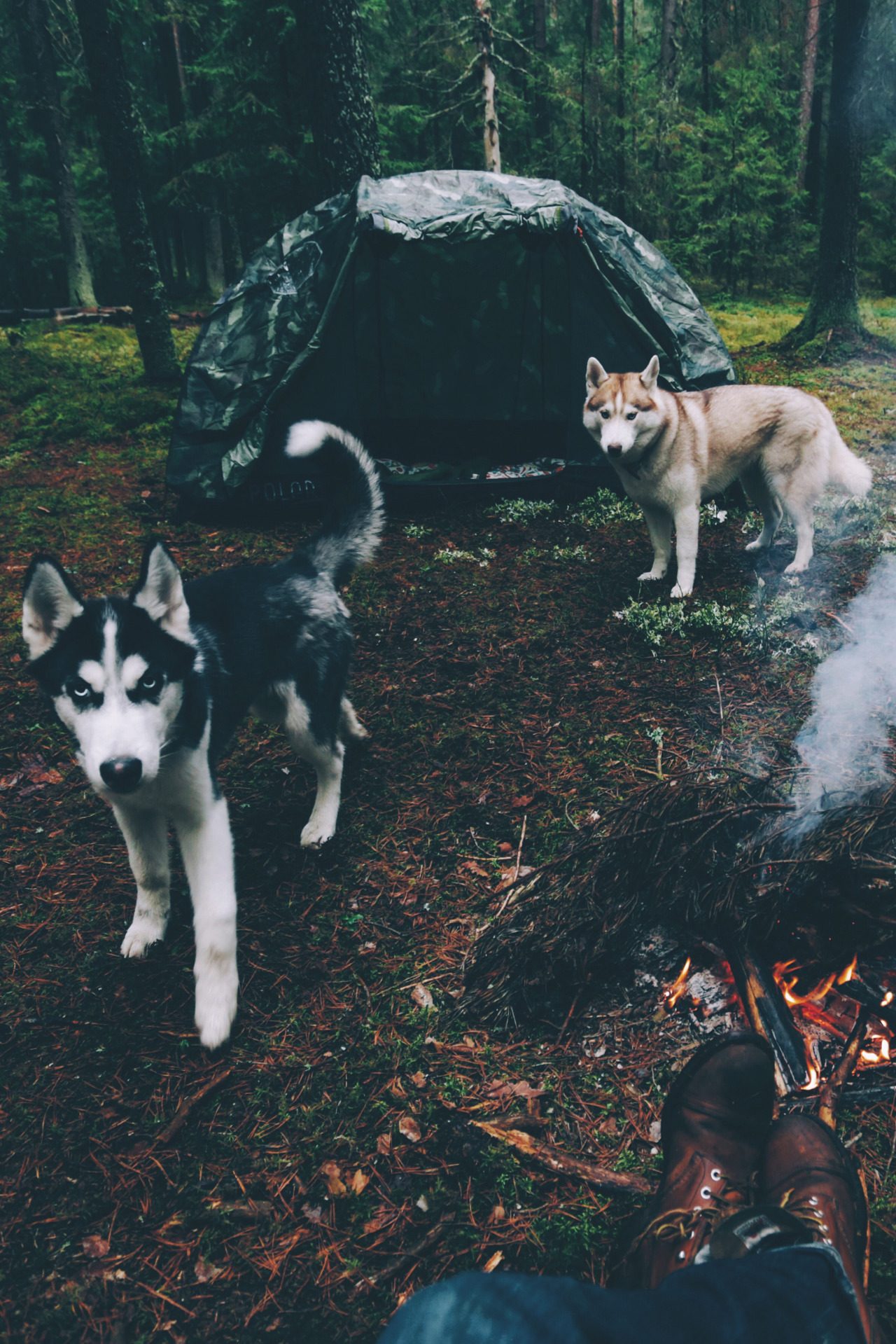 1280x1919, 394 Kb / лес, хаски, собаки, костер, палатка