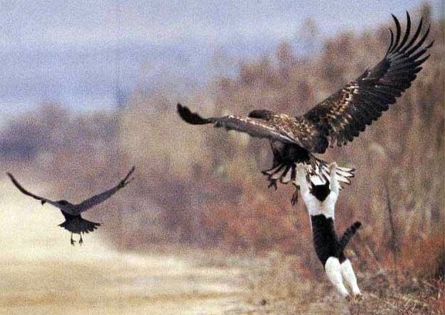 626x444, 76 Kb / кот, охотник, птичка, гагарин