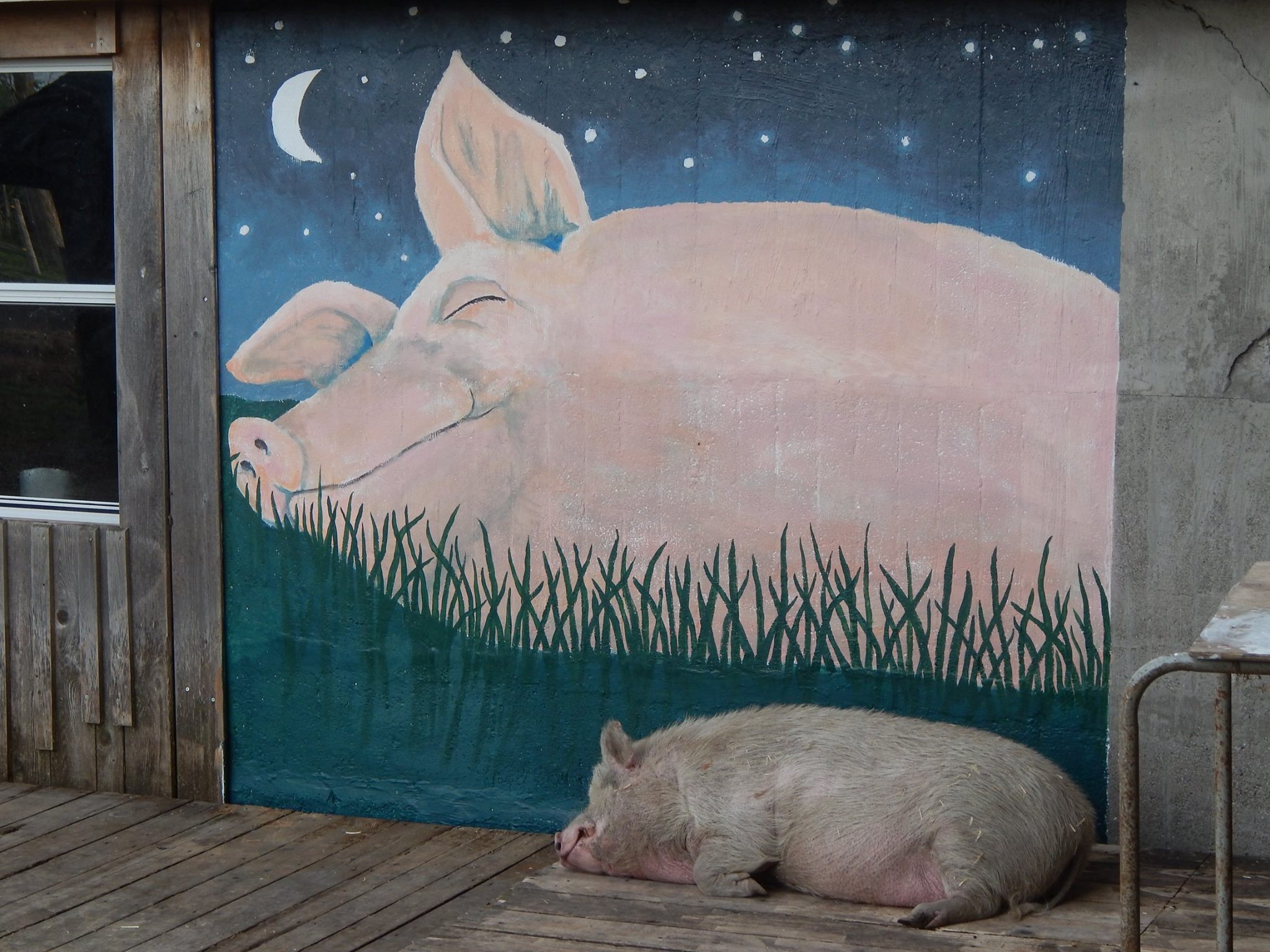 2048x1536, 443 Kb / свинья, граффити, ночь, сон