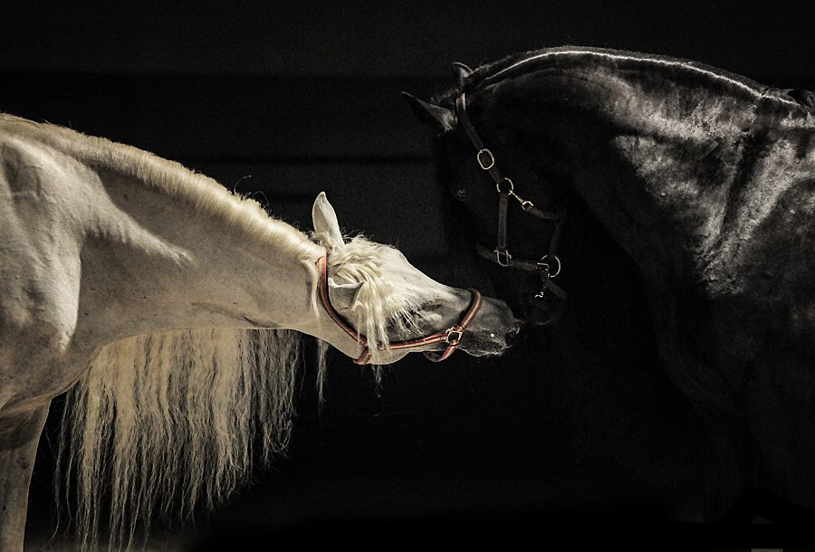 900x610, 222 Kb / лошади, черная, белая, инь, янь