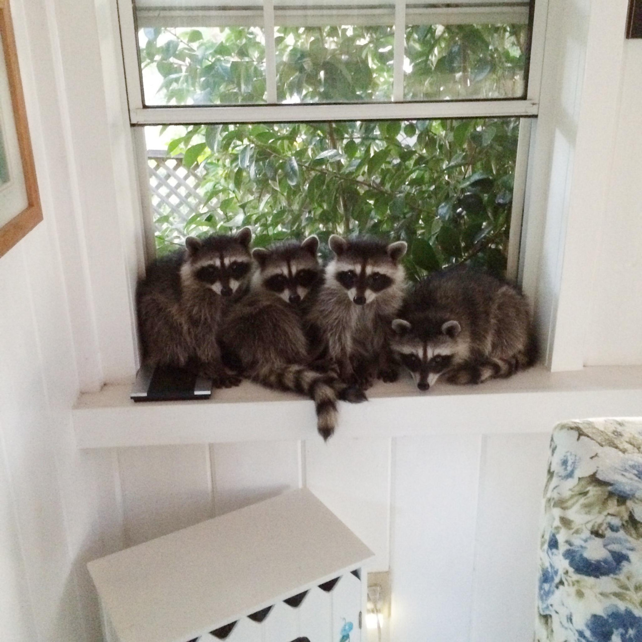 1280x1280, 383 Kb / еноты