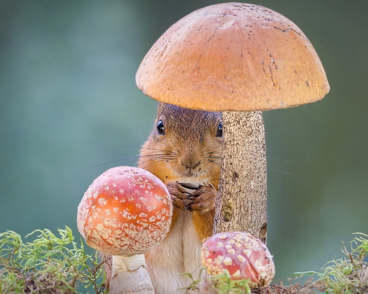 1280x1024, 397 Kb / белка, грибы, боб, марли