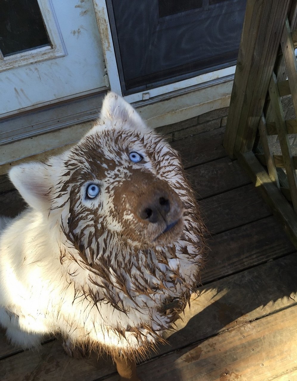 997x1279, 246 Kb / собака, грязь, взгляд