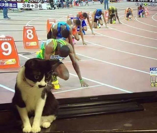 640x541, 43 Kb / кот, забег, телевизор, олимпиада, верим