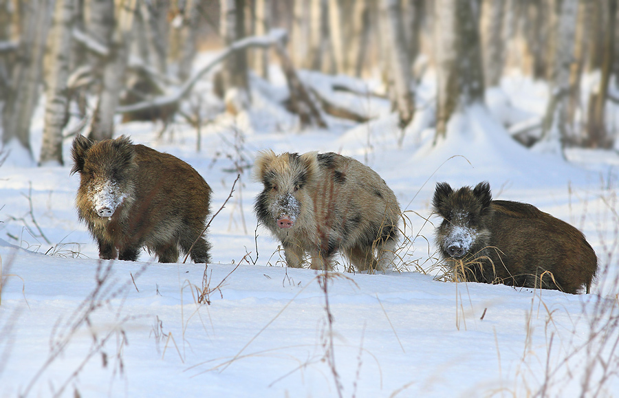 900x579, 277 Kb / кабаны, зима, трио