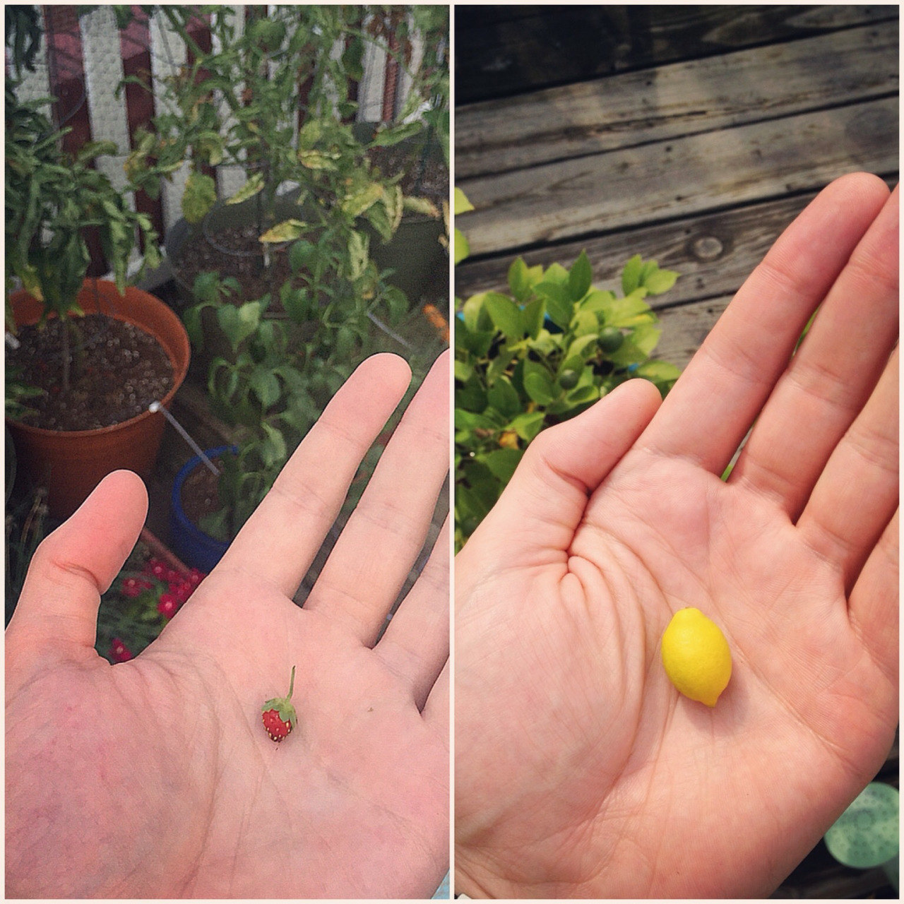 1280x1280, 399 Kb / миниатюра, лимон, земляника, ладонь