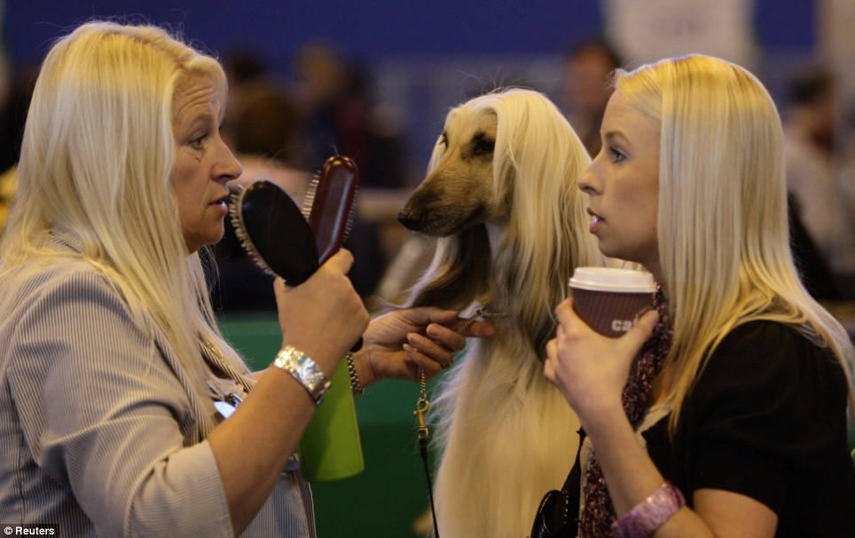 964x606, 116 Kb / блондинки, собака, волосы, борзая