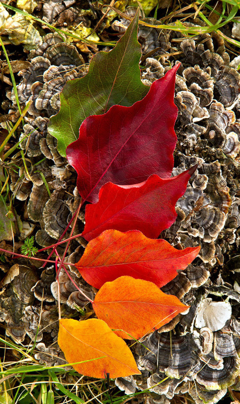 481x810, 306 Kb / листья