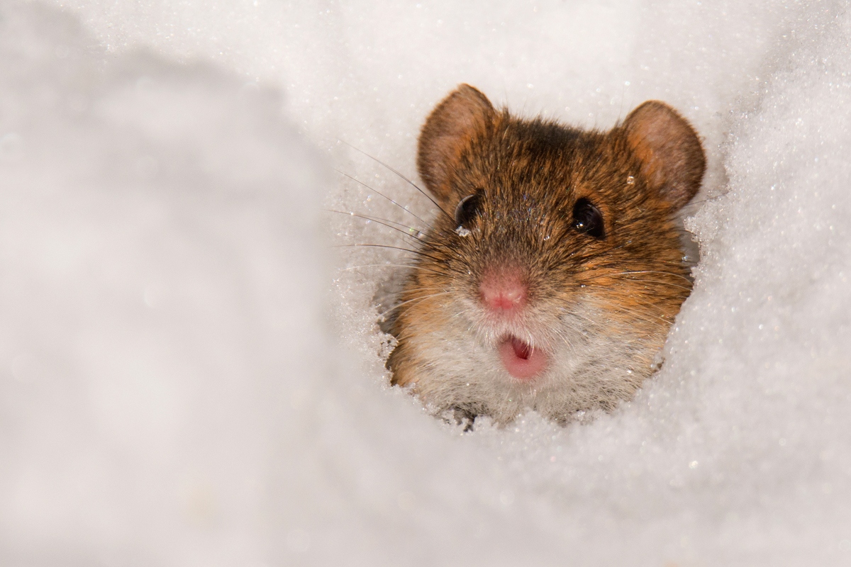 1200x800, 363 Kb / мышь, полёвка, снег, Сокольники, Субачев, Валерий